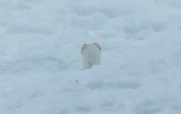 Короткохвостая Ласка Снегу — стоковое фото