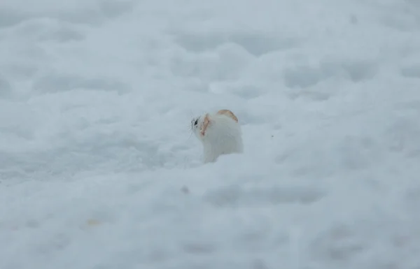 Stoat Nebo Krátkoocasá Lasička Sněhu — Stock fotografie