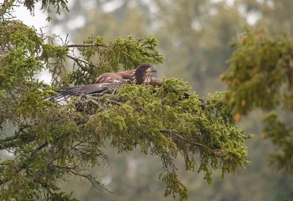 Aquila Calva Ramo Albero — Foto Stock