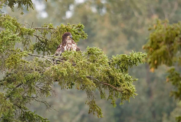 Aquila Calva Ramo Albero — Foto Stock