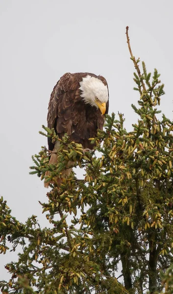 Bald Eagle Tree Branch — Stock Photo, Image