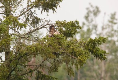 Ağaç dalında kel kartal