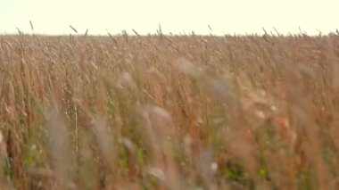 hasat, rüzgarda buğday, olgunlaşmış buğday, buğday hasadı, günbatımında buğday
