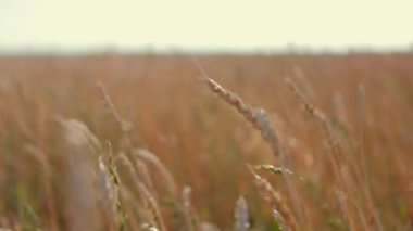 hasat, rüzgarda buğday, olgunlaşmış buğday, buğday hasadı, günbatımında buğday