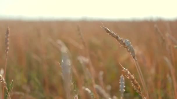 Жатва Пшеница Ветру Пшеница Созрела Пшеница Закате — стоковое видео