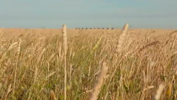 Жатва Пшеница Ветру Пшеница Созрела Пшеница Закате — стоковое видео