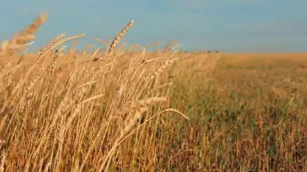 风中的小麦 成熟的小麦 收获的小麦 日落时的小麦 — 图库视频影像