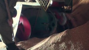 İşçiler tahıl yüklüyor.