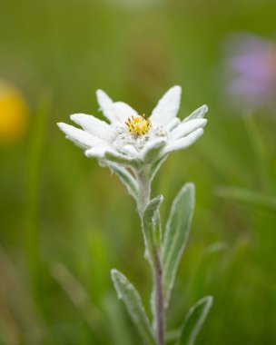 Matrei yakınlarındaki Avusturya Alplerinde bir edelweiss çiçeğinin (Leontopodium nivale) yakın çekimi, yazın bulutlu bir gün