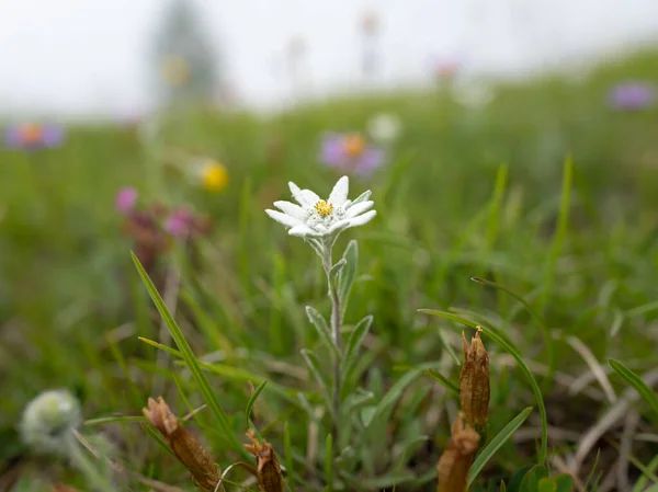 夏の曇りの日 マトリエ近くのオーストリアアルプスのエドワイスの花 Leontopodium Nivale の閉鎖 — ストック写真