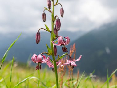 Avusturya Alpleri 'nde Martagon zambağı (Lilium martagon), yazın bulutlu bir gün.
