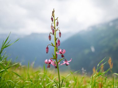 Avusturya Alpleri 'nde Martagon zambağı (Lilium martagon), yazın bulutlu bir gün.