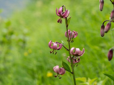 Avusturya Alpleri 'nde Martagon zambağı (Lilium martagon), yazın bulutlu bir gün.