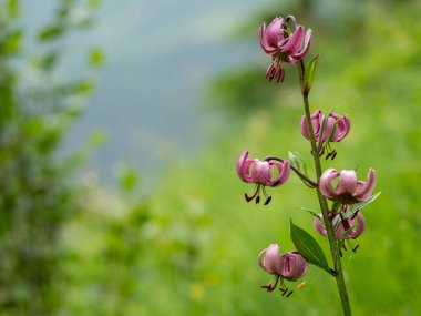 Avusturya Alpleri 'nde Martagon zambağı (Lilium martagon), yazın bulutlu bir gün.