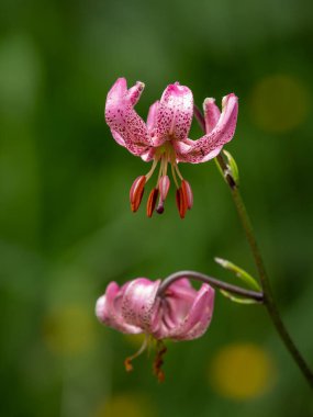 Avusturya Alpleri 'nde Martagon zambağı (Lilium martagon), yazın bulutlu bir gün.