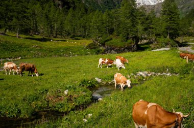 Yeşil bir çayırda otlayan kahverengi inekler, küçük bir nehir, yazın güneşli bir gün, Doğu Tyrol 'da alpler (Avusturya))