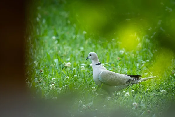 Eurasian Collared Dove Streptopelia Decaocto Walking Meadow Summer — Stock Photo, Image