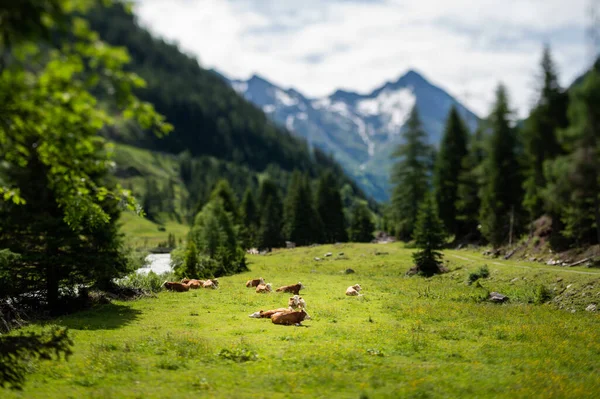여름에는 흐리고 푸르른 초장에서 오스트리아 — 스톡 사진