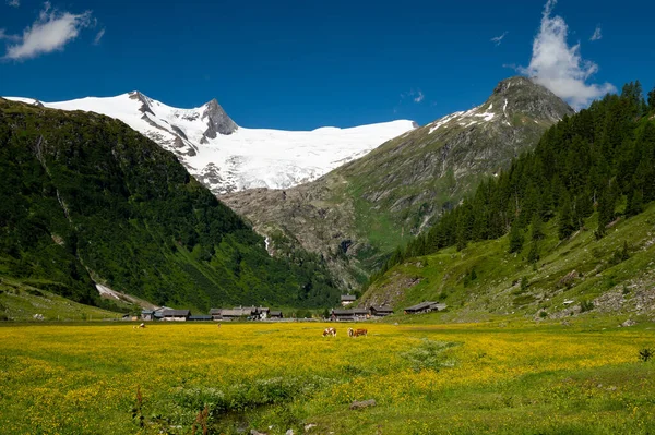 Pascolo Con Bovini Fiori Gialli Una Giornata Sole Estate Valle — Foto Stock