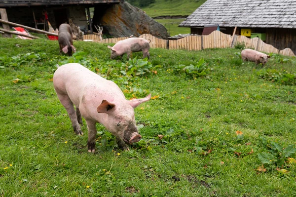 东蒂罗尔 奥地利 夏季多云的一天 家猪在外面的草地上吃草 — 图库照片