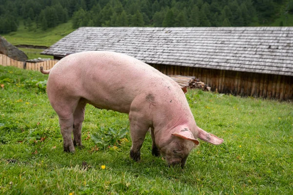 东蒂罗尔 奥地利 夏季多云的一天 家猪在外面的草地上吃草 — 图库照片