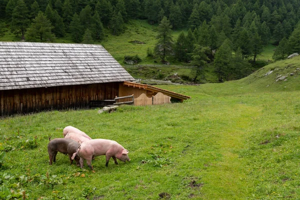 Świnie Domowe Pasące Się Łące Zewnątrz Pochmurny Dzień Latem Alpy — Zdjęcie stockowe