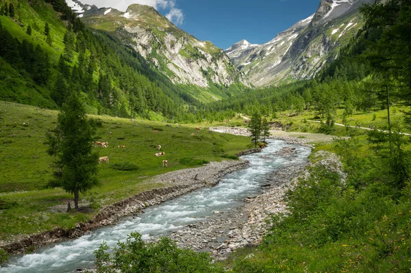山谷在奥地利阿尔卑斯在夏天在晴朗的天 Dorfertal Osttirol 奥地利 — 图库照片
