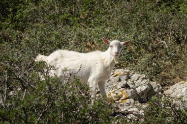 Hırvatistan 'da bir adada duran genç beyaz keçi, yazın güneşli bir gün