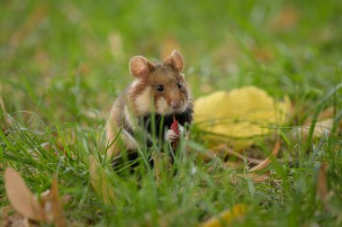 Meidling 'de yiyecek, mezarlık arayan Avrupalı bir hamster (Viyana, Avusturya)