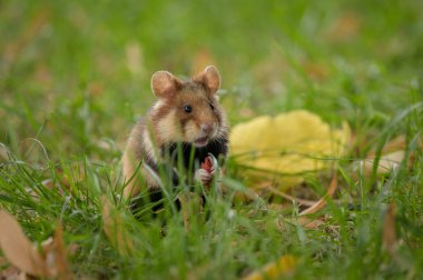Meidling 'de yiyecek, mezarlık arayan Avrupalı bir hamster (Viyana, Avusturya)