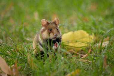 A European hamster in a meadow looking for food, cemetery in Meidling (Vienna, Austria) clipart