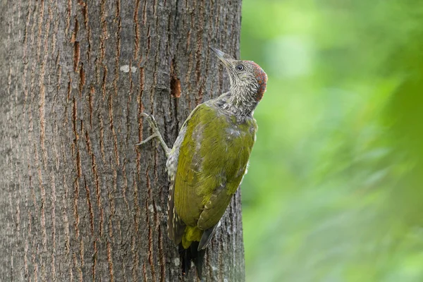 Closeup European Green Woodpecker Sitting Tree Cloudy Day Summer Vienna — Stock Photo, Image