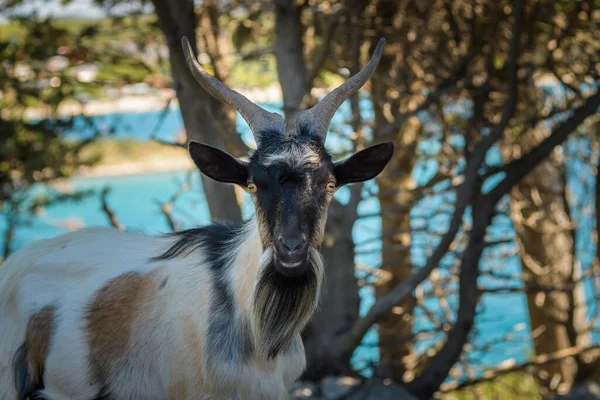 Uma Bela Cabra Uma Ilha Croácia Dia Ensolarado Verão — Fotografia de Stock