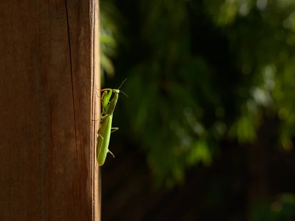 Uma Fêmea Mantis Mantis Religiosa Sentada Poste Madeira Dia Ensolarado — Fotografia de Stock