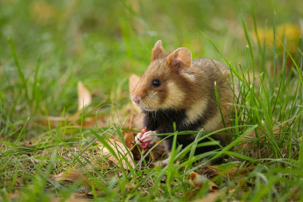 A European hamster in a meadow looking for food, cemetery in Meidling (Vienna, Austria)