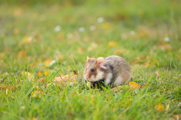 Meidling Yiyecek Mezarlık Arayan Avrupalı Bir Hamster Viyana Avusturya — Stok fotoğraf