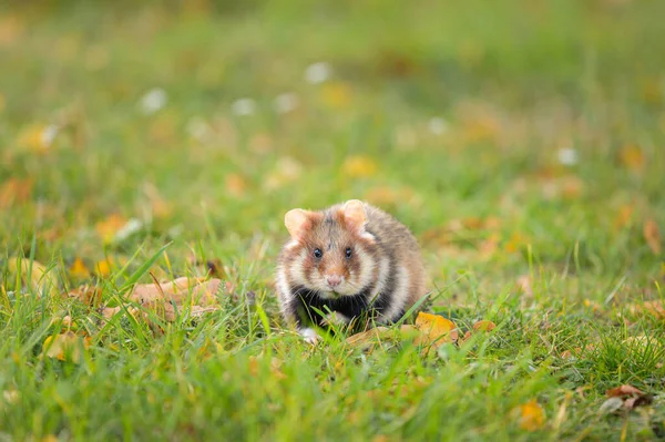 Meidling Yiyecek Mezarlık Arayan Avrupalı Bir Hamster Viyana Avusturya — Stok fotoğraf