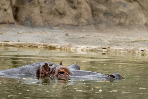 Tête Hippopotame Nageant Dans Zoo Journée Ensoleillée Été Vienne Autriche — Photo