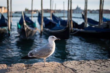 Venedik 'te (İtalya) sonbaharda güneşli bir günde gondolların önünde martı.