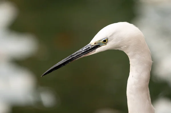 Portrait Une Petite Aigrette Blanche Egretta Garzetta Devant Eau Journée — Photo