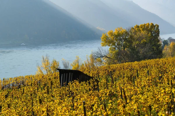 Weinberge Bei Weissenkirchen Wachau Austria Herbstlichen Laub Einem Sonnigen Tag — Stockfoto