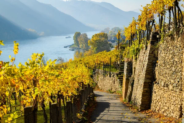 Vineyards Weissenkirchen Wachau Austria Autumn Colored Leaves Sunny Day — Stock Photo, Image