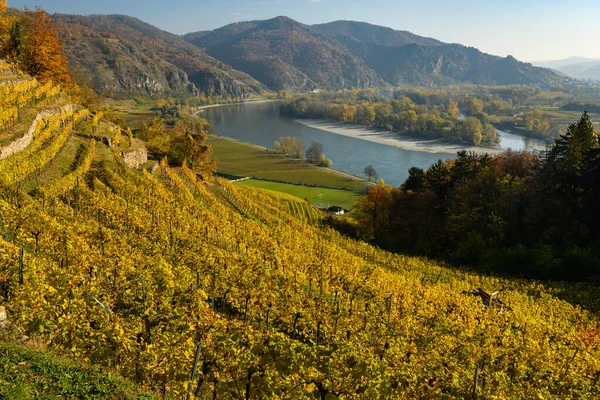 Виноградники Река Дунай Близ Вайсенкирхен Вахау Австрия Осенью Цветные Листья — стоковое фото