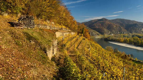 Weinberge Und Donau Bei Weißenkirchen Wachau Österreich Herbstlich Gefärbten Blättern — Stockfoto