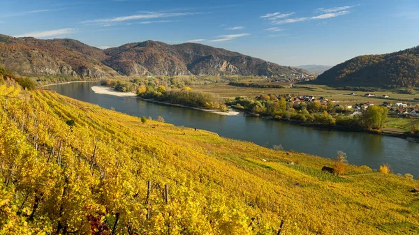 Vineyards River Danube Weissenkirchen Wachau Austria Autumn Colored Leaves Sunny — Stock Photo, Image
