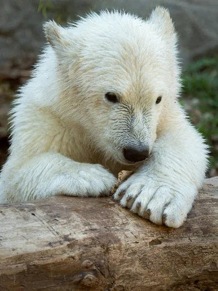 Retrato Jovem Urso Polar Ursus Maritimus Zoológico — Fotografia de Stock