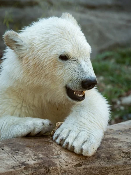 Retrato Jovem Urso Polar Ursus Maritimus Zoológico — Fotografia de Stock