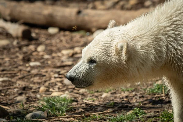 Портрет Білого Ведмедя Ursus Maritimus Зоопарку — стокове фото