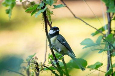 A great tit (Parus major) sitting on bush, sunny day in summer