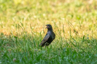 Yeşil bir çayırda yaygın sığırcık (Sturnus vulgaris), yazın güneşli bir gün, Viyana (Avusturya))